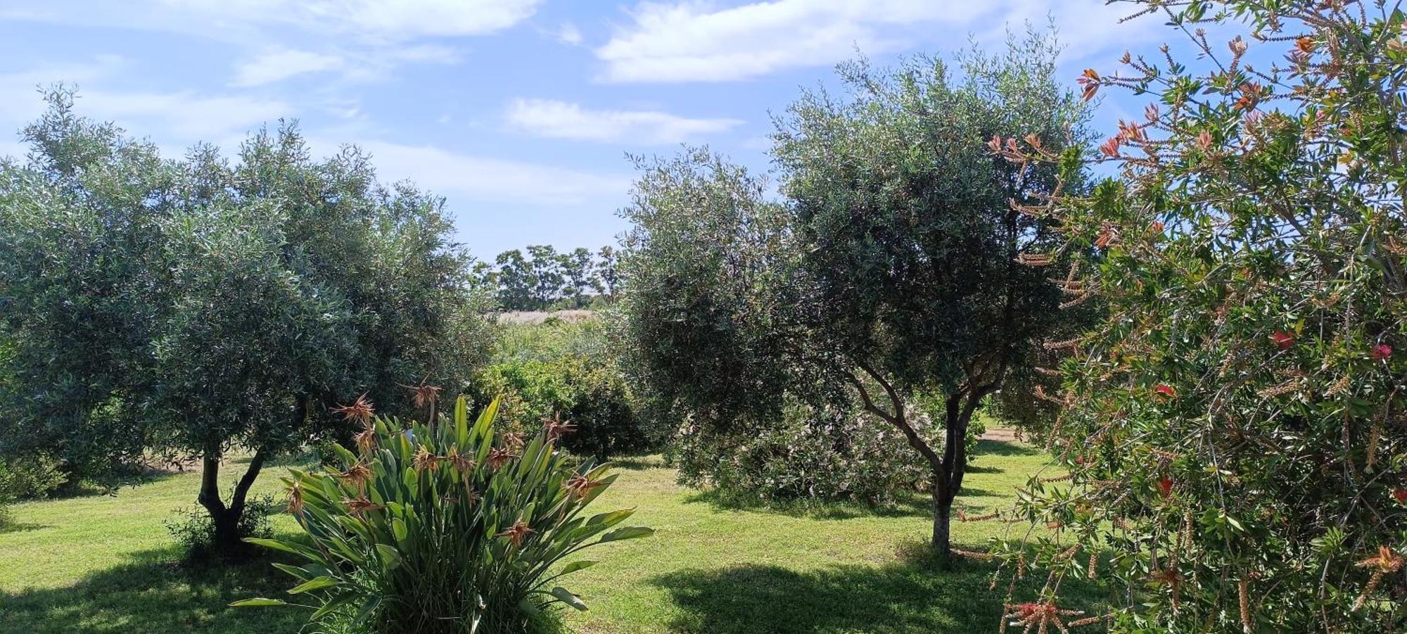 Sa Teria Village - Appartamenti - Tertenìa Exterior foto